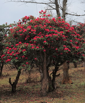 杜鵑花