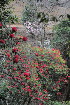 杜鵑花