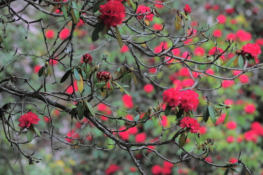 杜鵑花