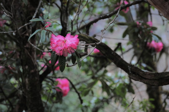 杜鵑花