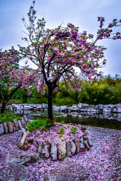 櫻花雨