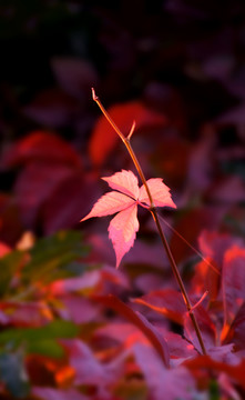 紅葉