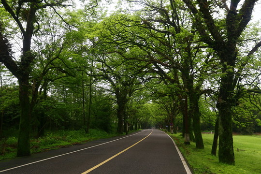 林間小道