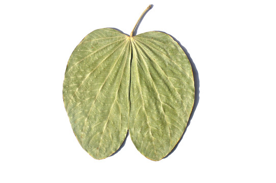 干樹葉