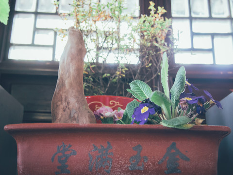 盆景盆栽 金玉滿堂