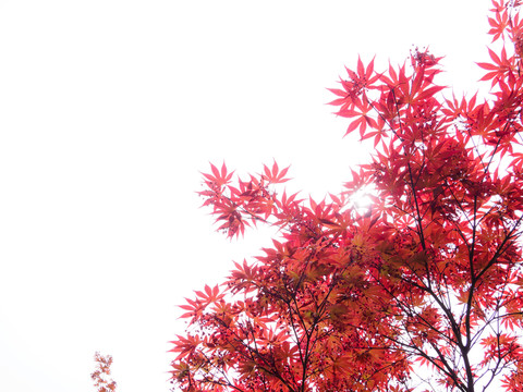 紅楓葉 雞爪槭雞爪楓