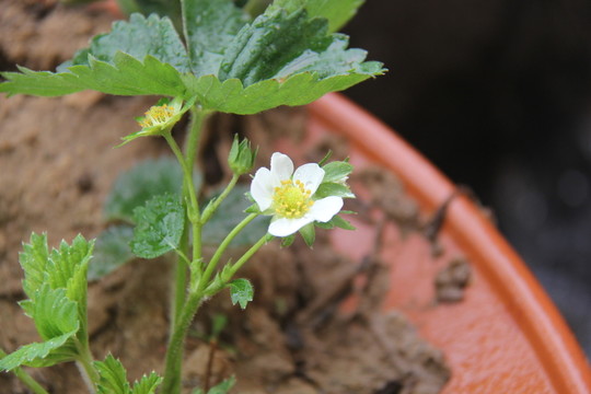 盆栽草莓