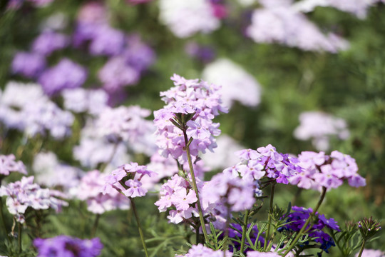 草花