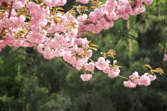 櫻花