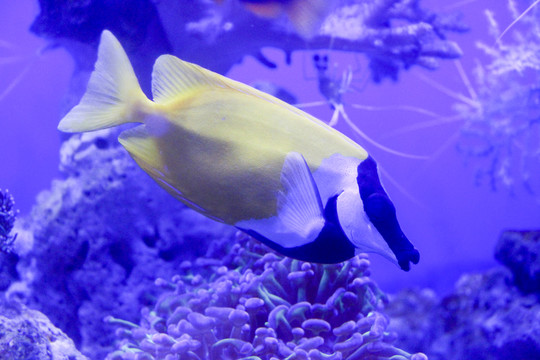 熱帶魚