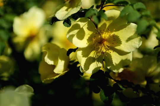 薔薇花