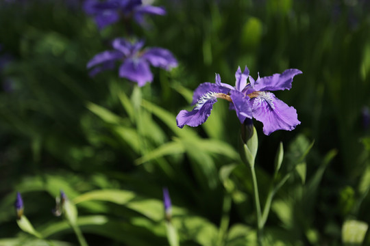 鳶尾花