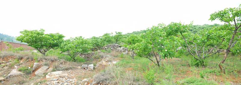 山楂林  果園