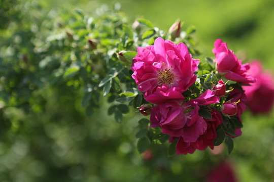 玫瑰花