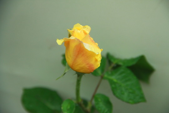 黃玫瑰