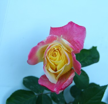 玫瑰