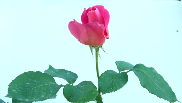 粉色玫瑰