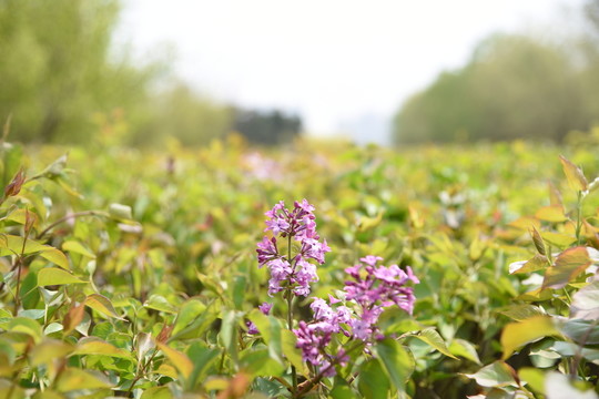 丁香花
