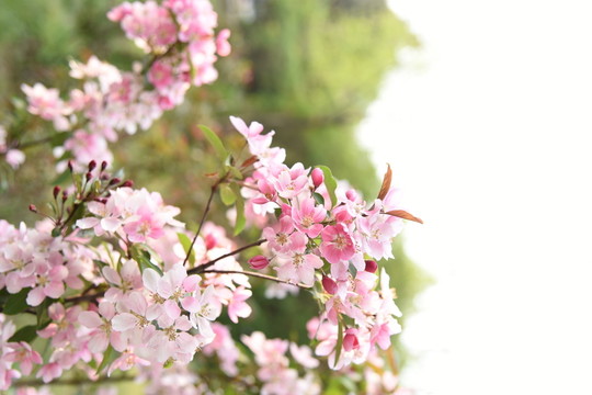 紫荊花