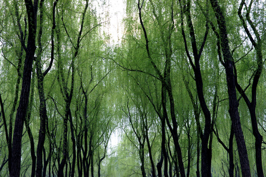 柳浪聞鶯 西湖十景之五