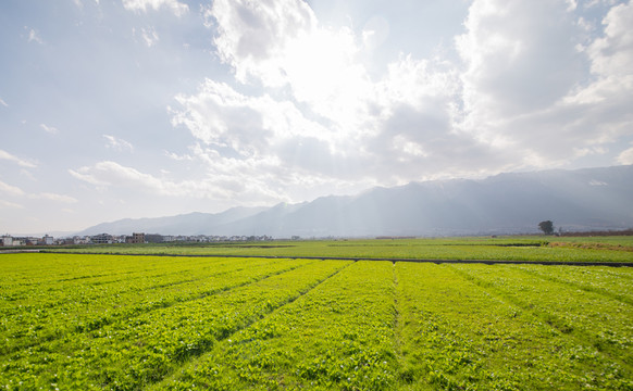 田園風(fēng)光