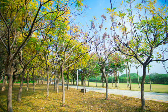 秋天樹林陽光