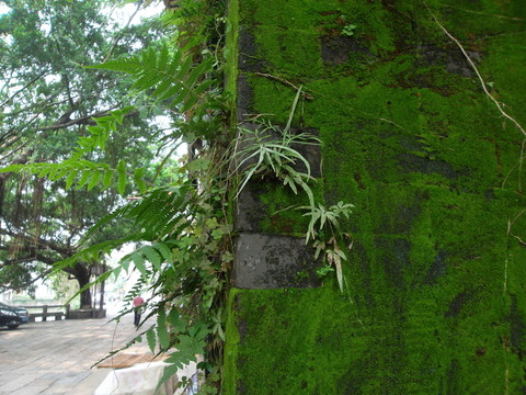 長(zhǎng)滿(mǎn)綠苔蘚青磚舊墻