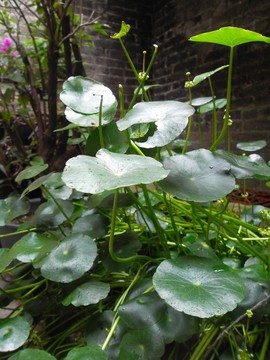 青磚舊墻旁的銅錢草