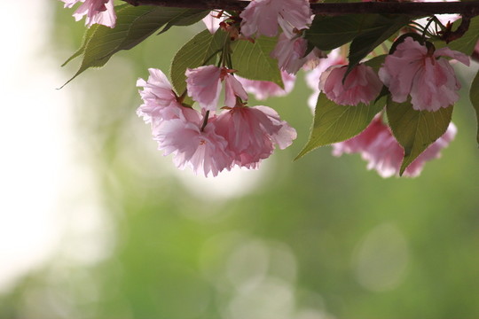 櫻花