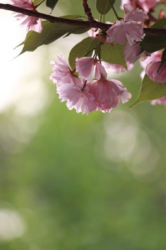 櫻花季節(jié)