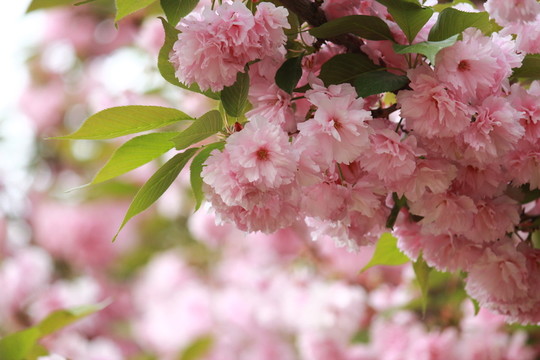 櫻花園