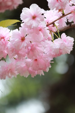 櫻花