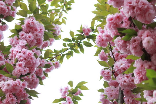 櫻花節(jié)