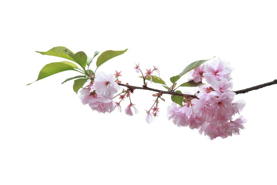 花枝