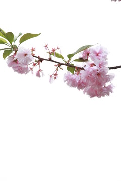 櫻花