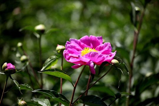 芍藥花