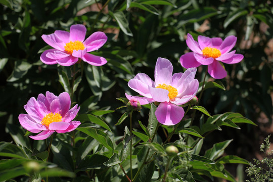 芍藥花