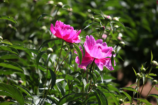 芍藥花