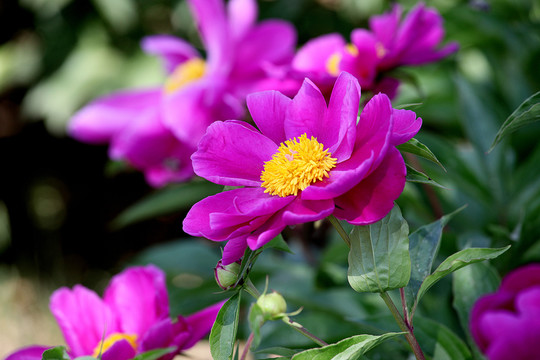 芍藥花