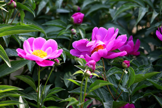 芍藥花