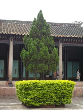松樹(shù)