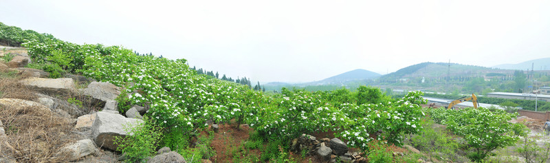 果園  山楂園