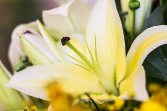 百合花