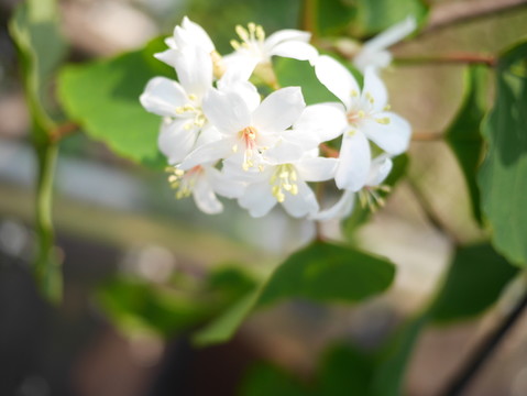 油桐花