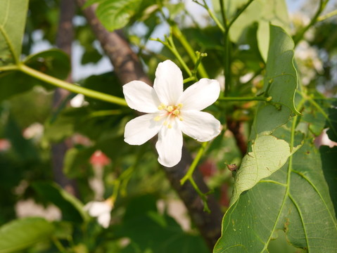 油桐花