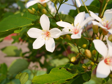 油桐花