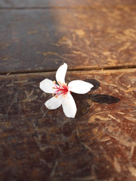 油桐花