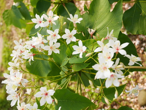 油桐花