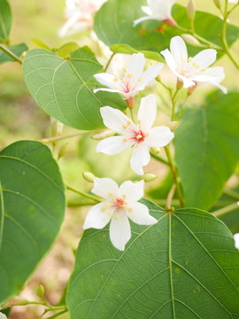 油桐花