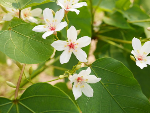 油桐花